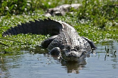 פאזל של caiman