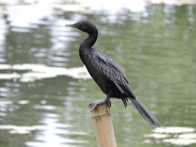 פאזל של Piccolo cormorano nero