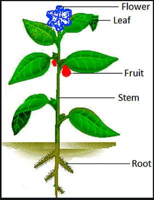 פאזל של parts of plants