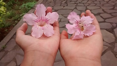 dos flores