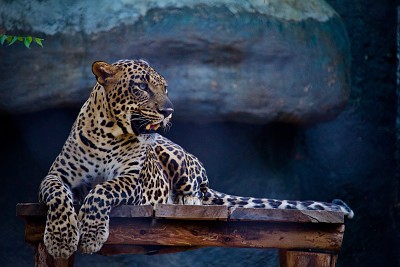 jaguar