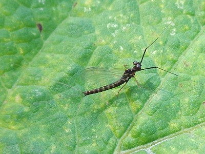 Habrophlebia