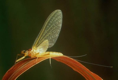 Heptagenia sulphurea