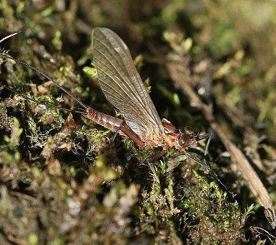 Leptophlebia vespertina