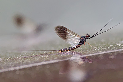 Leptophlebia cupida