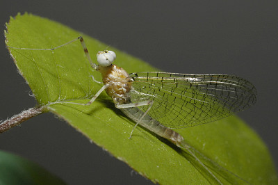 Maccafertium