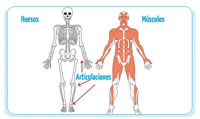 פאזל של Como se mueve el cuerpo humano