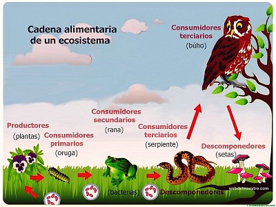 Ecosistema jigsaw puzzle