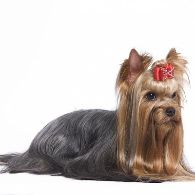 yorkie