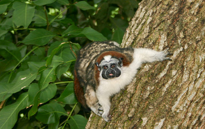 Tamarino di geoffroy