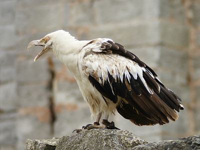 Avvoltoio delle palme