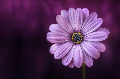 פאזל של Purple flower