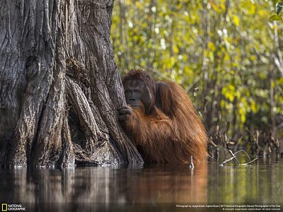 ORANGUTAN DE BORNEO jigsaw puzzle