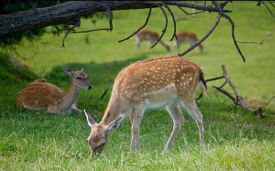 פאזל של bambi