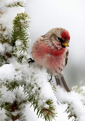 invierno