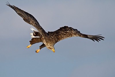 Aquila di mare coda bianca