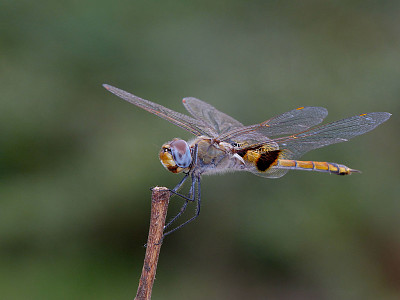 Tramea basiasis jigsaw puzzle