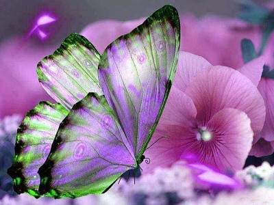 Mariposa Lila con Flor