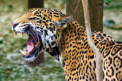 פאזל של Jaguar