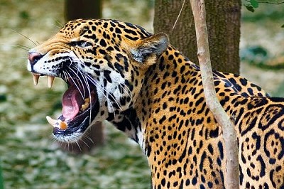 Jaguar