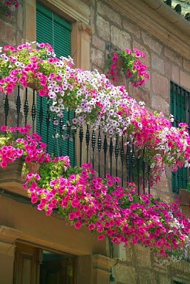 Balcon flores