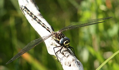 פאזל של Austroaeschna flavomaculata