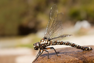 פאזל של Austroaeschna hardyi