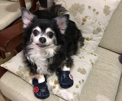 Nick usando crocs do mimão jigsaw puzzle