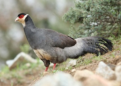 Fagiano orecchiuto del tibet