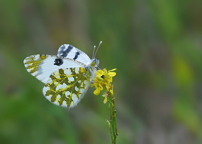 פאזל של Euchloe ausonia