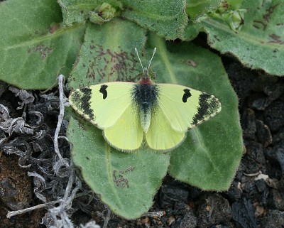 פאזל של Euchloe carlonia