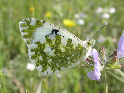 פאזל של Euchloe crameri