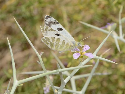 פאזל של Euchloe falloui