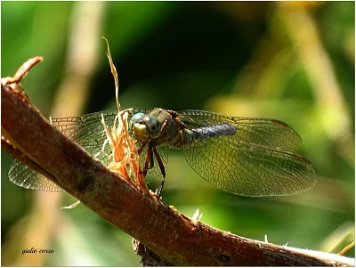 libellula