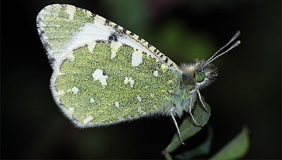 פאזל של Euchloe tagis