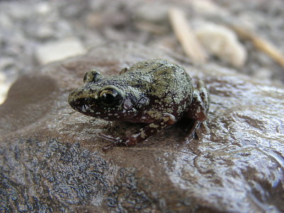 Eleutherodactylus pipilans jigsaw puzzle