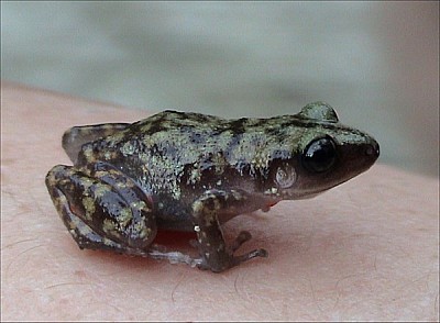 פאזל של Eleutherodactylus marnockii