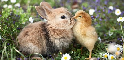 The bunny and the chick
