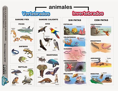 פאזל של ANIMALES VERTEBRADOS E INVERTEBRADOS