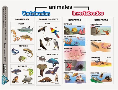 ANIMALES VERTEBRADOS E INVERTEBRADOS