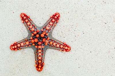 Starfish jigsaw puzzle