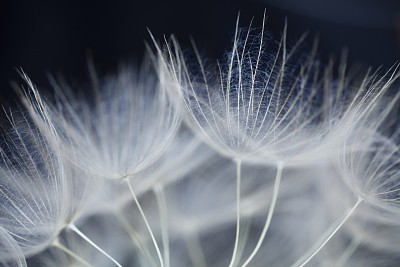 Dandelion jigsaw puzzle