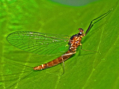 Paraleptophlebia submarginata