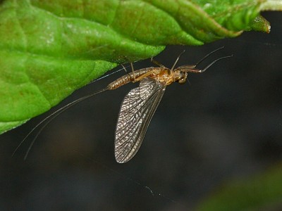 פאזל של Siphlonurus lacustris