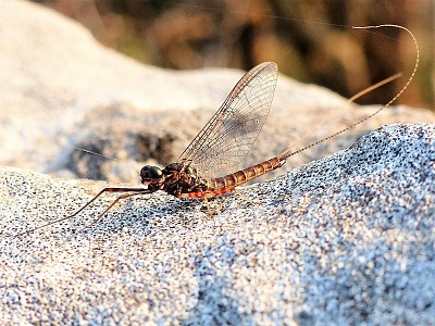 Ecdyonurus venosus