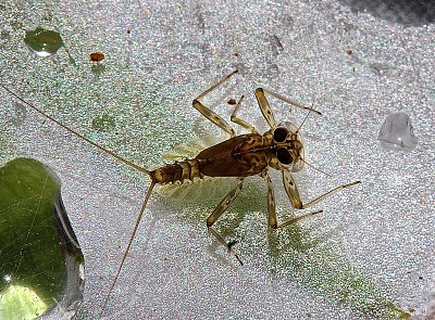 Epeorus fragilis