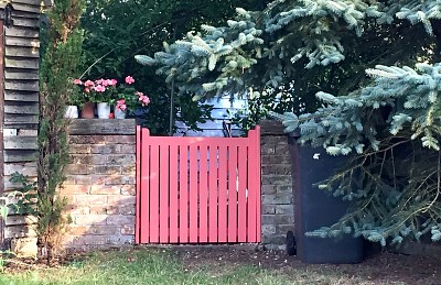 Pink gate   geraniums