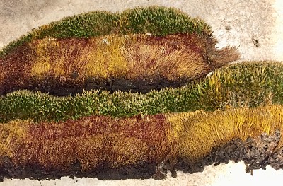 Dried Mosses