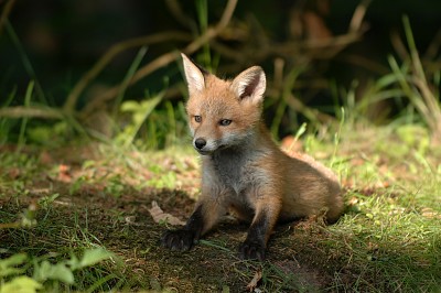 Natural Fox jigsaw puzzle