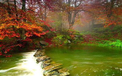 bosque y lago